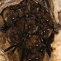 Bare-rumped Sheathtail Bats (Saccolaimus saccolaimus) counted 13<br />Canon EOS 6D + EF400 F5.6L + SPEEDLITE 580EXII